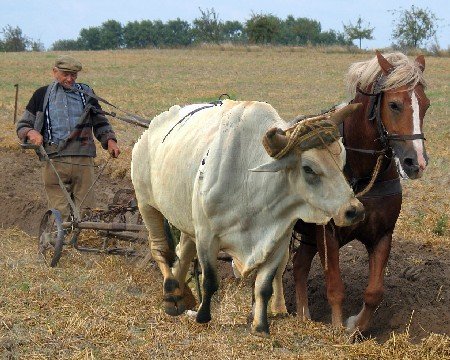Ongelijk span: Ploegende os met paard