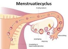 Cyclus Menstruatie