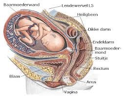Foetus in moeder