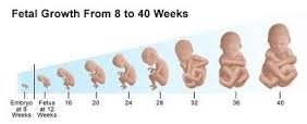 Fasen foetus groei